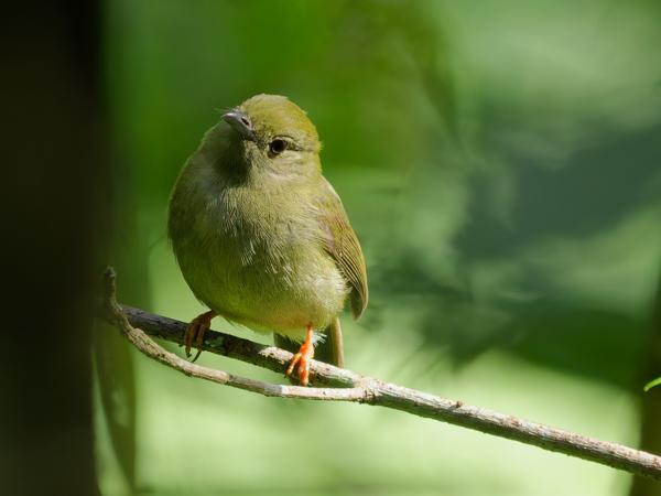 Bonte manakin (Manacus manacus)